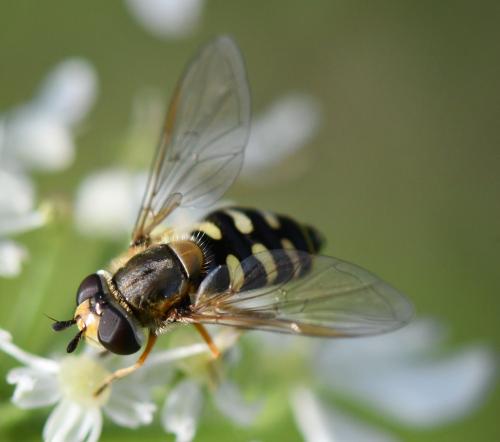 Réf. 243 123 : Eupeodes corollae
